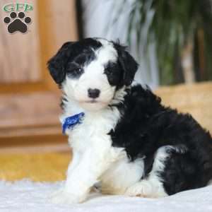 Thumper, Mini Sheepadoodle Puppy